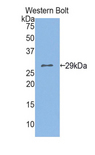 GOB5 / CLCA1 Antibody - Western blot of recombinant GOB5 / CLCA1.  This image was taken for the unconjugated form of this product. Other forms have not been tested.