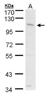GOB5 / CLCA1 Antibody - Sample (30 ug of whole cell lysate). A: A431 . 7.5% SDS PAGE. GOB5 / CLCA1 antibody diluted at 1:1000