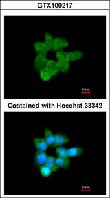 GOB5 / CLCA1 Antibody - Immunofluorescence of methanol-fixed A431 using CLCA1 antibody at 1:200 dilution.