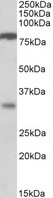 GOB5 / CLCA1 Antibody - Goat Anti-CLCA1 Antibody (1µg/ml) staining of Human Duodenum lysate (35µg protein in RIPA buffer). Primary incubation was 1 hour. Detected by chemiluminescencence.