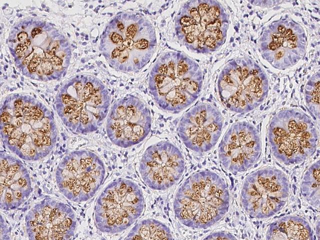 GOB5 / CLCA1 Antibody - Immunochemical staining of human CLCA1 in human colon with rabbit polyclonal antibody at 1:3000 dilution, formalin-fixed paraffin embedded sections.