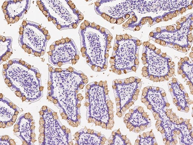 GOB5 / CLCA1 Antibody - Immunochemical staining of human CLCA1 in human small intestine with rabbit polyclonal antibody at 1:3000 dilution, formalin-fixed paraffin embedded sections.