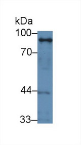 GOK / STIM1 Antibody - Western Blot; Sample: Human Hela cell lysate; Primary Ab: 1µg/ml Rabbit Anti-Human STIM1 Antibody Second Ab: 0.2µg/mL HRP-Linked Caprine Anti-Rabbit IgG Polyclonal Antibody