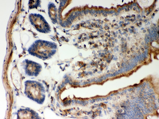 GOK / STIM1 Antibody - STIM1 antibody IHC-paraffin: Mouse Intestine Tissue.