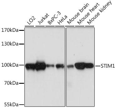 GOK / STIM1 Antibody - Western blot analysis of extracts of various cell lines using STIM1 Polyclonal Antibody at dilution of 1:1000.