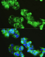 GOLGA1 / Golgin-97 Antibody - Immunofluorescence analysis of HepG2 cells using GOLGA1 antibody at dilution of 1:150. Blue: DAPI for nuclear staining.
