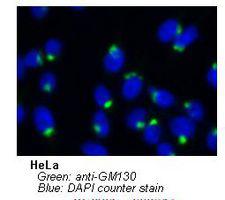 GOLGA2 / GM130 Antibody