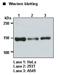 GOLGA2 / GM130 Antibody