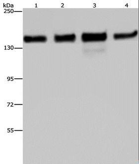 GOLGA2 / GM130 Antibody - Western blot analysis of 293T, HeLa, A172 and A549 cell, using GOLGA2 Polyclonal Antibody at dilution of 1:600.