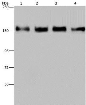 GOLGA2 / GM130 Antibody - Western blot analysis of 293T, HeLa, A172 and A549 cell, using GOLGA2 Polyclonal Antibody at dilution of 1:300.
