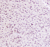 GOLGA2 / GM130 Antibody - IHC analysis of GM130 using anti-GM130 antibody. GM130 was detected in paraffin-embedded section of mouse brain tissue. Heat mediated antigen retrieval was performed in citrate buffer (pH6, epitope retrieval solution) for 20 mins. The tissue section was blocked with 10% goat serum. The tissue section was then incubated with 1µg/ml rabbit anti-GM130 Antibody overnight at 4°C. Biotinylated goat anti-rabbit IgG was used as secondary antibody and incubated for 30 minutes at 37°C. The tissue section was developed using Strepavidin-Biotin-Complex (SABC) with DAB as the chromogen.