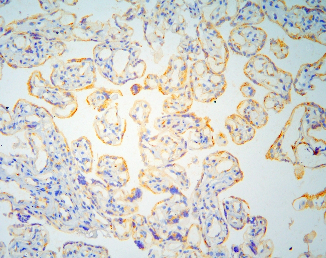GOLGA2 / GM130 Antibody - IHC analysis of GM130 using anti-GM130 antibody. GM130 was detected in frozen section of human placenta tissues. Heat mediated antigen retrieval was performed in citrate buffer (pH6, epitope retrieval solution) for 20 mins. The tissue section was blocked with 10% goat serum. The tissue section was then incubated with 1µg/ml rabbit anti-GM130 Antibody overnight at 4°C. Biotinylated goat anti-rabbit IgG was used as secondary antibody and incubated for 30 minutes at 37°C. The tissue section was developed using Strepavidin-Biotin-Complex (SABC) with DAB as the chromogen.
