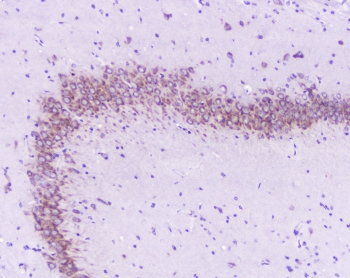 GOLGA2 / GM130 Antibody - IHC staining of FFPE rat brain with GM130 antibody at 0.5ug/ml. HIER: boil tissue sections in pH6, 10mM citrate buffer, for 10-20 min followed by cooling at RT for 20 min.