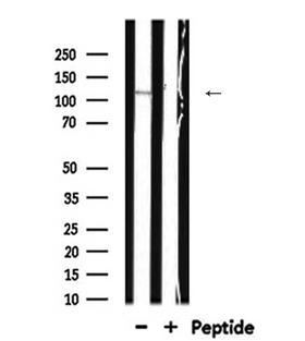 GOLGA2 / GM130 Antibody - Western blot analysis of RAD51 expression in rat spleen lysate 