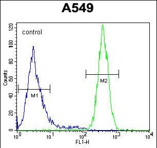 GOLGA2P5 Antibody - GOLGA2L1 Antibody (C-term) flow cytometric analysis of A549 cells (right histogram) compared to a negative control cell (left histogram).FITC-conjugated goat-anti-rabbit secondary antibodies were used for the analysis.
