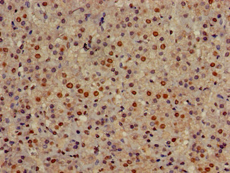 GOLGA3 Antibody - Immunohistochemistry of paraffin-embedded human adrenal gland tissue using GOLGA3 Antibody at dilution of 1:100