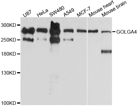 GOLGA4 / GCP2 Antibody - Western blot analysis of extracts of various cell lines, using GOLGA4 antibody at 1:1000 dilution. The secondary antibody used was an HRP Goat Anti-Rabbit IgG (H+L) at 1:10000 dilution. Lysates were loaded 25ug per lane and 3% nonfat dry milk in TBST was used for blocking. An ECL Kit was used for detection and the exposure time was 5s.