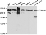 GOLGA4 / GCP2 Antibody - Western blot analysis of extracts of various cell lines, using GOLGA4 antibody at 1:1000 dilution. The secondary antibody used was an HRP Goat Anti-Rabbit IgG (H+L) at 1:10000 dilution. Lysates were loaded 25ug per lane and 3% nonfat dry milk in TBST was used for blocking. An ECL Kit was used for detection and the exposure time was 5s.