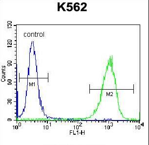 GOLGA5 Antibody - GOLGA5 Antibody flow cytometry of K562 cells (right histogram) compared to a negative control cell (left histogram). FITC-conjugated donkey-anti-rabbit secondary antibodies were used for the analysis.