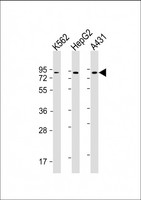 GOLGA5 Antibody - All lanes: Anti-GOLGA5 Antibody at 1:2000 dilution Lane 1: K562 whole cell lysate Lane 2: HepG2 whole cell lysate Lane 3: A431 whole cell lysate Lysates/proteins at 20 µg per lane. Secondary Goat Anti-mouse IgG, (H+L), Peroxidase conjugated at 1/10000 dilution. Predicted band size: 83 kDa Blocking/Dilution buffer: 5% NFDM/TBST.