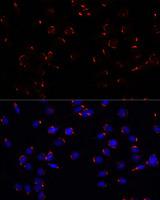 GOLGA5 Antibody - Immunofluorescence analysis of C6 cells using GOLGA5 Polyclonal Antibody at dilution of 1:100.Blue: DAPI for nuclear staining.