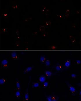 GOLGA5 Antibody - Immunofluorescence analysis of L929 cells using GOLGA5 Polyclonal Antibody at dilution of 1:100.Blue: DAPI for nuclear staining.