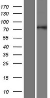 GOLGA5 Protein - Western validation with an anti-DDK antibody * L: Control HEK293 lysate R: Over-expression lysate
