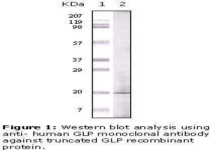 GOLGA6A Antibody