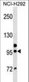GOLGA6B Antibody - GOLGA6B Antibody western blot of NCI-H292 cell line lysates (35 ug/lane). The GOLGA6B antibody detected the GOLGA6B protein (arrow).