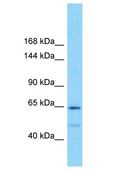 GOLGA6L1 Antibody - GOLGA6L1 antibody Western Blot of 293T. Antibody dilution: 1 ug/ml.  This image was taken for the unconjugated form of this product. Other forms have not been tested.