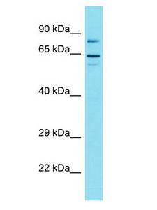 GOLGA6L1 Antibody - GOLGA6L1 antibody Western Blot of 721_B. Antibody dilution: 1 ug/ml.  This image was taken for the unconjugated form of this product. Other forms have not been tested.
