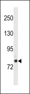 GOLGA6L2 Antibody - GOLGA6L2 Antibody (N-term) western blot analysis in NCI-H460 cell line lysates (35ug/lane).This demonstrates the GOLGA6L2 antibody detected the GOLGA6L2 protein (arrow).