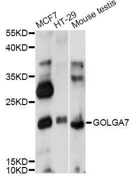 GOLGA7 Antibody - Western blot analysis of extracts of various cell lines, using GOLGA7 antibody at 1:1000 dilution. The secondary antibody used was an HRP Goat Anti-Rabbit IgG (H+L) at 1:10000 dilution. Lysates were loaded 25ug per lane and 3% nonfat dry milk in TBST was used for blocking. An ECL Kit was used for detection and the exposure time was 90s.