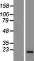 GOLGA7 Protein - Western validation with an anti-DDK antibody * L: Control HEK293 lysate R: Over-expression lysate