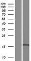 GOLGA7 Protein - Western validation with an anti-DDK antibody * L: Control HEK293 lysate R: Over-expression lysate