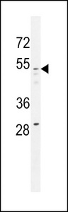 GOLGA8A Antibody - GOG8A Antibody western blot of 293 cell line lysates (35 ug/lane). The GOG8A antibody detected the GOG8A protein (arrow).