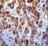 GOLGA8A Antibody - GOG8A Antibody immunohistochemistry of formalin-fixed and paraffin-embedded human liver tissue followed by peroxidase-conjugated secondary antibody and DAB staining.