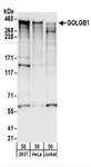 GOLGB1 / Giantin Antibody - Detection of Human GOLGB1 by Western Blot. Samples: Whole cell lysate (50 ug) from 293T, HeLa, and Jurkat cells. Antibodies: Affinity purified rabbit anti-GOLGB1 antibody used for WB at 0.1 ug/ml. Detection: Chemiluminescence with an exposure time of 30 seconds.