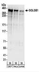 GOLGB1 / Giantin Antibody - Detection of Human GOLGB1 by Western Blot. Samples: Whole cell lysate (50 ug) from 293T, HeLa, and Jurkat cells. Antibodies: Affinity purified rabbit anti-GOLGB1 antibody used for WB at 0.1 ug/ml. Detection: Chemiluminescence with an exposure time of 10 seconds.