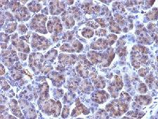 Golgi Body Antibody - Formalin-fixed, paraffin-embedded human pancreas stained with Golgi antibody This image was taken for the unmodified form of this product. Other forms have not been tested.