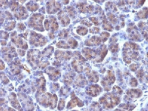 Golgi Body Antibody - Formalin-fixed, paraffin-embedded human pancreas stained with Golgi antibody