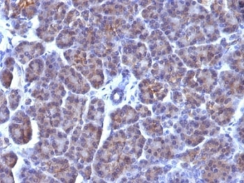 Golgi Body Antibody - Formalin-fixed, paraffin-embedded human pancreas stained with Golgi antibody (AE-6).  This image was taken for the unmodified form of this product. Other forms have not been tested.
