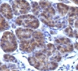 Golgi Body Antibody - IHC testing of FFPE human pancreas and Golgi antibody (CRFG1).