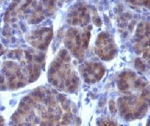 Golgi Body Antibody - Formalin-fixed, paraffin-embedded human pancreas stained with Golgi Marker antibody (GLG1/970).  This image was taken for the unmodified form of this product. Other forms have not been tested.
