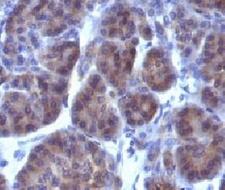 Golgi Body Antibody - Formalin-fixed, paraffin-embedded human pancreas stained with Golgi Marker antibody (GLG1/970).  This image was taken for the unmodified form of this product. Other forms have not been tested.