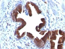 Golgi Body Antibody - Formalin-fixed, paraffin-embedded human gallbladder stained with ant-Golgi antibody (SPM581).  This image was taken for the unmodified form of this product. Other forms have not been tested.