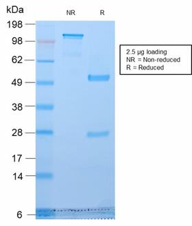 Golgi Zone Antibody - SDS-PAGE Analysis Purified Golgi Rabbit Recombinant Monoclonal Antibody (GLG1/2829R). Confirmation of Purity and Integrity of Antibody.