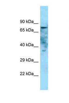 GOLIM4 / GPP130 Antibody - GOLIM4 / GOLPH4 antibody Western blot of Rat Muscle lysate. Antibody concentration 1 ug/ml.  This image was taken for the unconjugated form of this product. Other forms have not been tested.