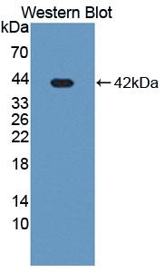 GOLM1 / GP73 / GOLPH2 Antibody - Western Blot; Sample: Recombinant protein.