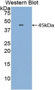 GOLM1 / GP73 / GOLPH2 Antibody - Western blot of recombinant GOLM1 / GP73 / GOLPH2.  This image was taken for the unconjugated form of this product. Other forms have not been tested.